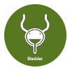 Urinary Bladder